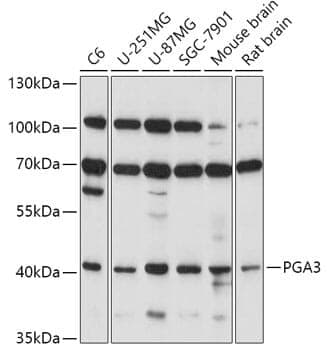 Anti-PGA3 Antibody
