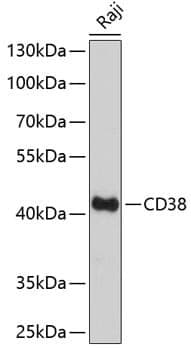 Anti-CD38 Antibody