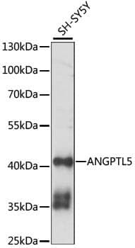 Anti-ANGPTL5 Antibody