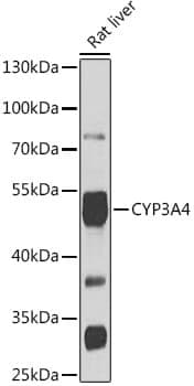 Anti-CYP3A4 Antibody