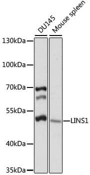 Anti-LINS1 Antibody