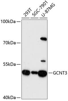 Anti-GCNT3 Antibody