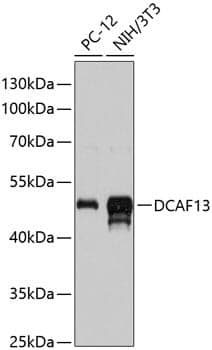 Anti-DCAF13 Antibody