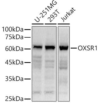 Anti-OXSR1 Antibody