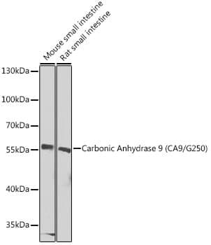 Anti-CA9 Antibody