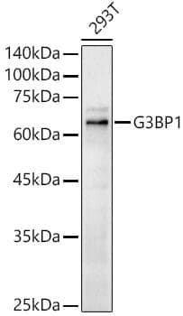 Anti-G3BP1 Antibody