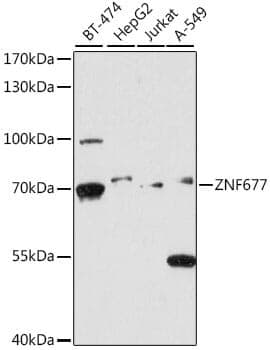 Anti-ZNF677 Antibody