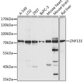 Anti-ZNF133 Antibody