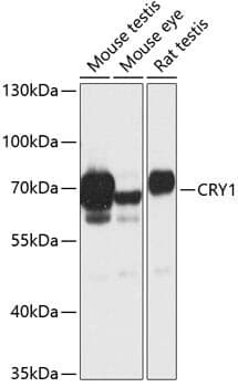 Anti-CRY1 Antibody