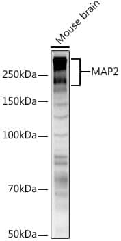 Anti-Map2 Antibody