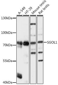 Anti-SGOL1 Antibody