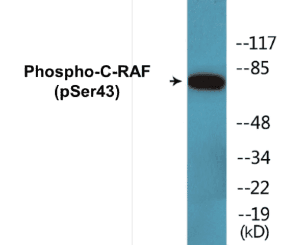 C-RAF (phospho Ser43) Cell Based ELISA Kit