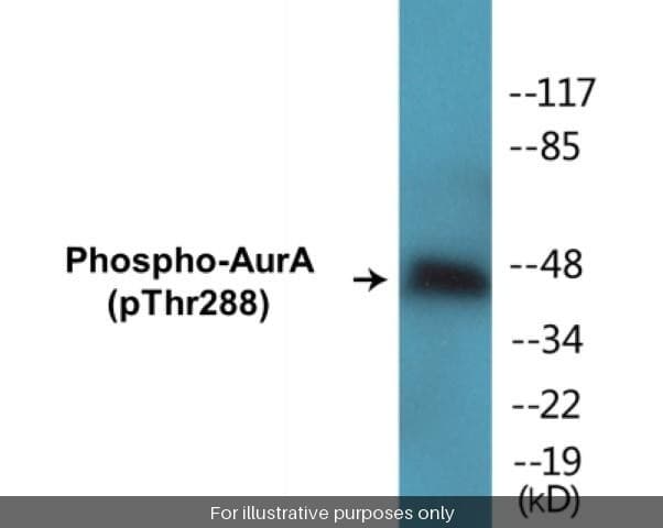 AurA (Phospho-Thr288)Fluorometric Cell-Based ELISA Kit