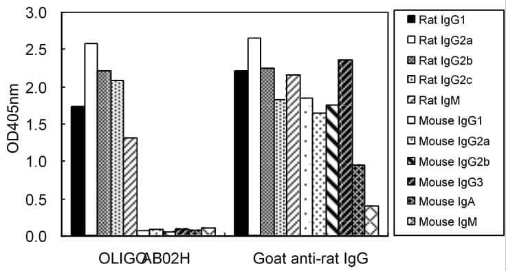 Anti-IgG Antibody (HRP) - Identical to Abcam (ab106718)