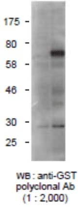 Anti-GST Antibody