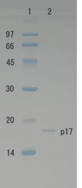 Recombinant HIV-1 Gag p17 Protein