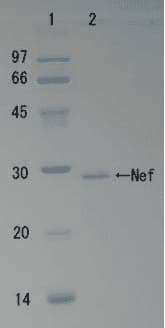 Recombinant HIV-1 Nef Protein