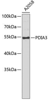 Anti-PDIA3 Antibody