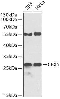 Anti-CBX5 Antibody