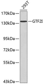 Anti-GTF2I Antibody