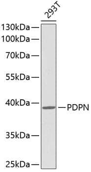 Anti-PDPN Antibody