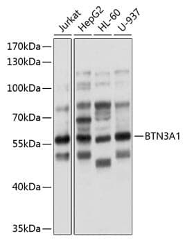 Anti-BTN3A1 Antibody