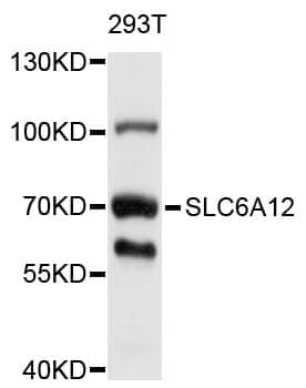 Anti-SLC6A12 Antibody