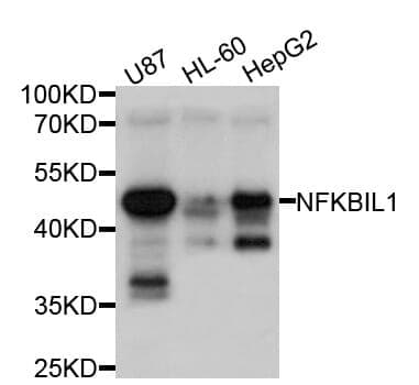 Anti-NFKBIL1 Antibody