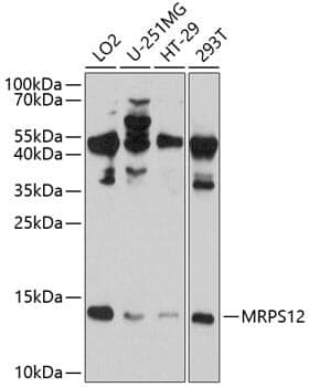 Anti-MRPS12 Antibody