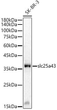 Anti-slc25a43 Antibody