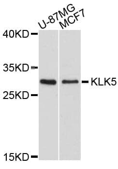 Anti-KLK5 Antibody