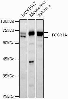 Anti-FCGR1A Antibody - Identical to Abcam (ab196571)