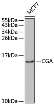 Anti-CGA Antibody