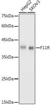 Anti-F11R Antibody - Identical to Abcam (ab180821)