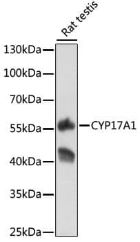 Anti-CYP17A1 Antibody
