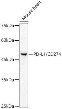Anti-CD274 Antibody