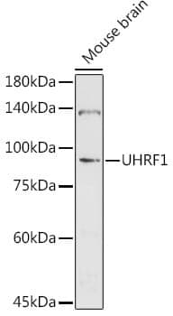 Anti-UHRF1 Antibody