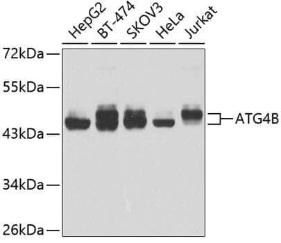 Anti-ATG4B Antibody