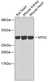 Anti-MTX2 Antibody