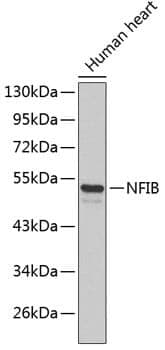Anti-NFIB Antibody