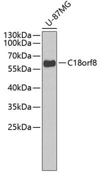 Anti-C18orf8 Antibody