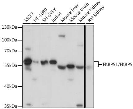 Anti-FKBP5 Antibody