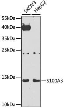 Anti-S100A3 Antibody