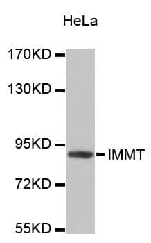 Anti-IMMT Antibody
