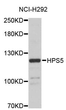 Anti-HPS5 Antibody