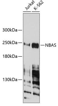 Anti-NBAS Antibody