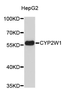 Anti-CYP2W1 Antibody