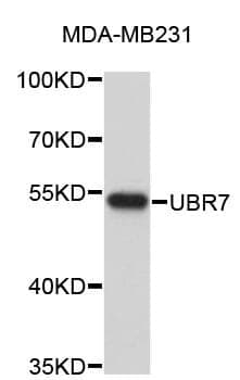 Anti-UBR7 Antibody