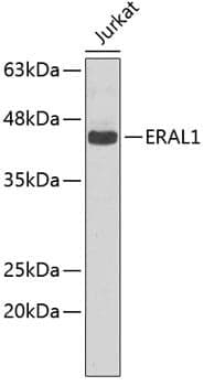 Anti-ERAL1 Antibody