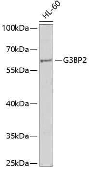 Anti-G3BP2 Antibody